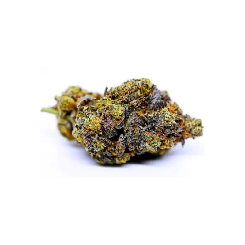 Pack Gelato 41
