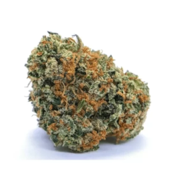 Orange Bud - Fleur de CBD - Indoor