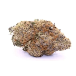 Fleur de CBD : Strawberry Diesel (Amsterdam Genetics) - Fleur de CBD - Indoor