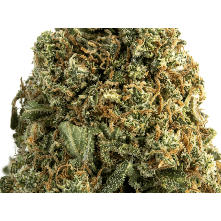 White Widow CBD