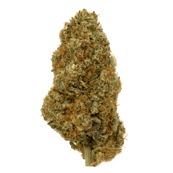 Sunset Sherbet CBN